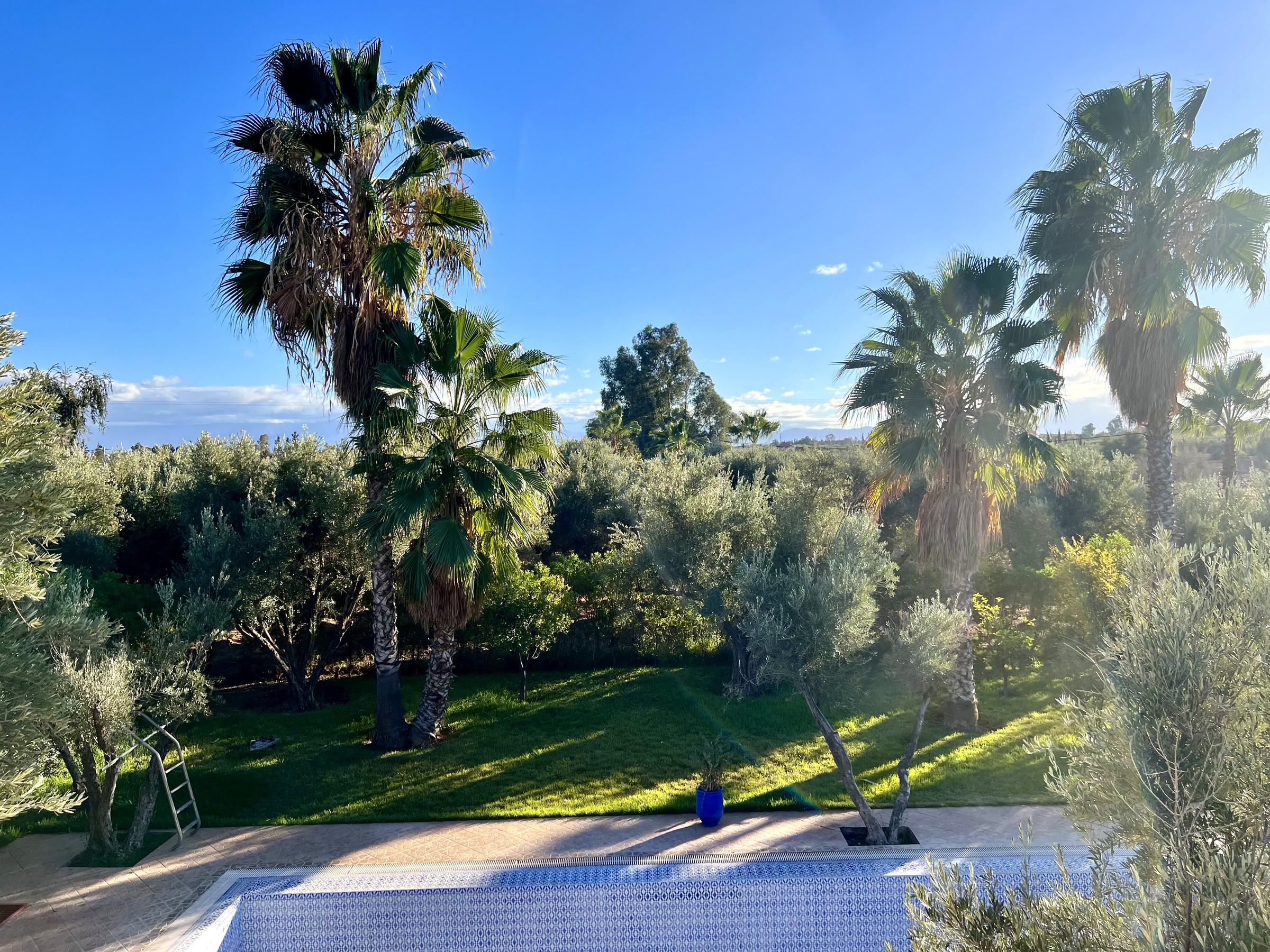View over the olive grove from Villa Syba