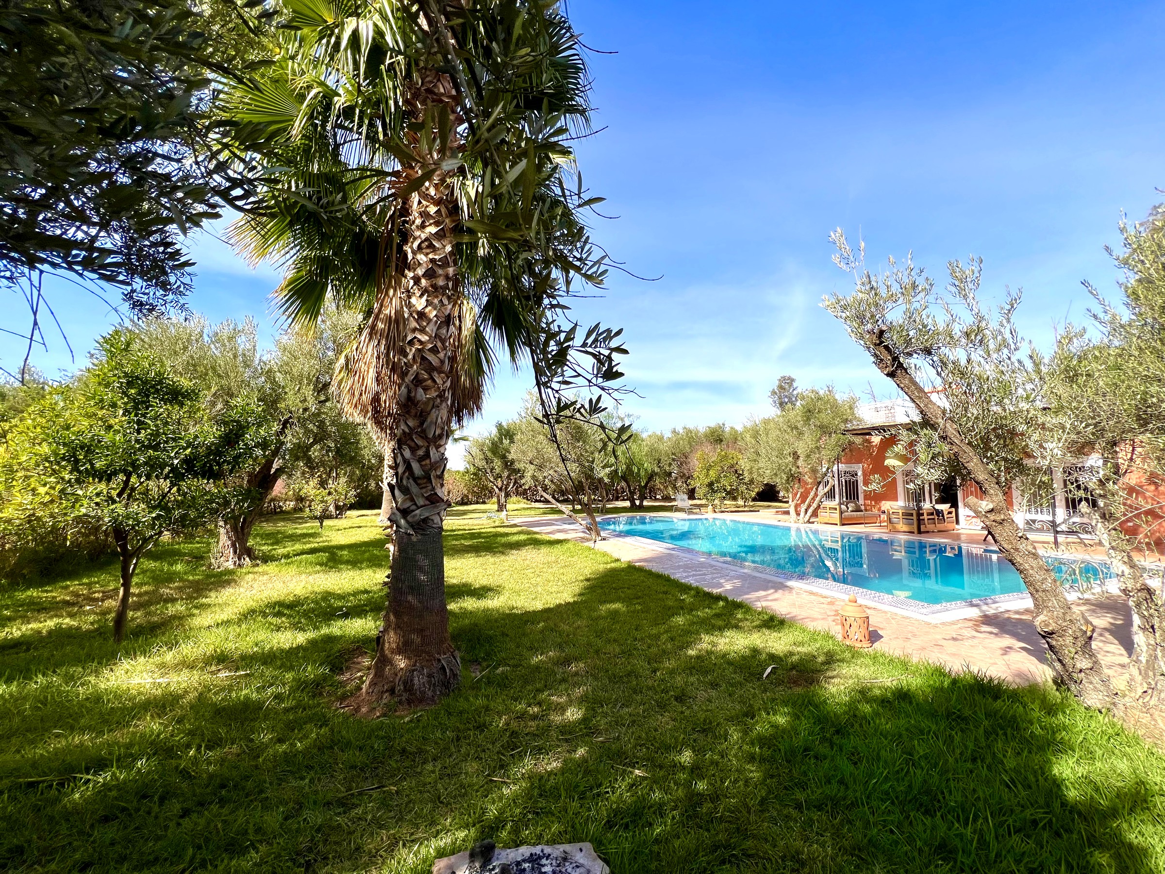 Villa Syba, pool among the olive trees